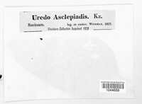 Uredo asclepiadis image